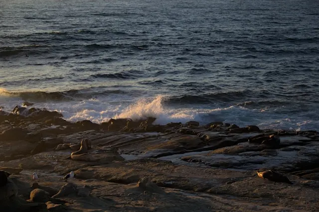 Några sälar ligger på en klippa vid havet i La Jolla i skymningen