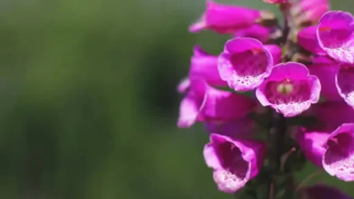 Blommor i Carlsbad